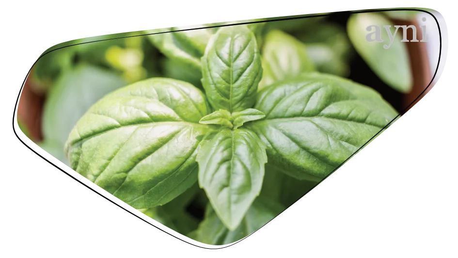 Tulsi - Basilikum Tulsi - Basilikum